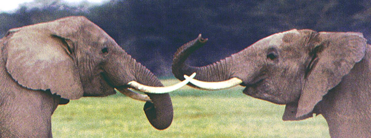 Elephants Sparring (Closeup)